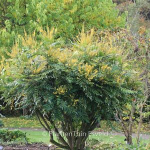 Mahonia media 'Buckland'