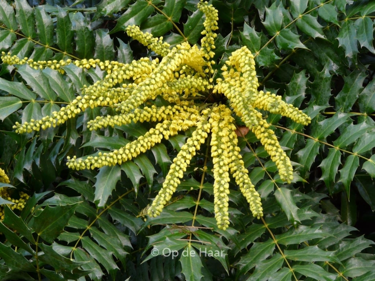 Mahonia napaulensis 'Maharajah'