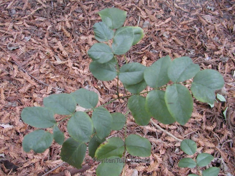 Mahonia repens 'Rotundifolia'