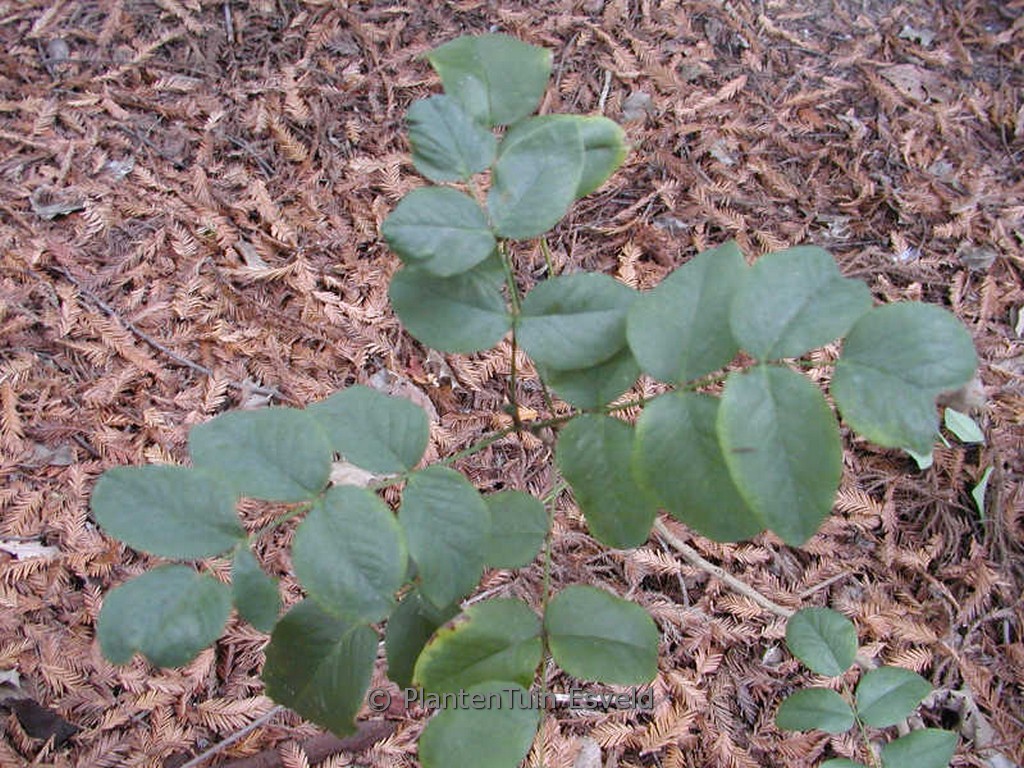 Mahonia repens 'Rotundifolia'