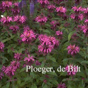 Monarda 'Aquarius'