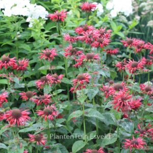 Monarda 'Fireball'