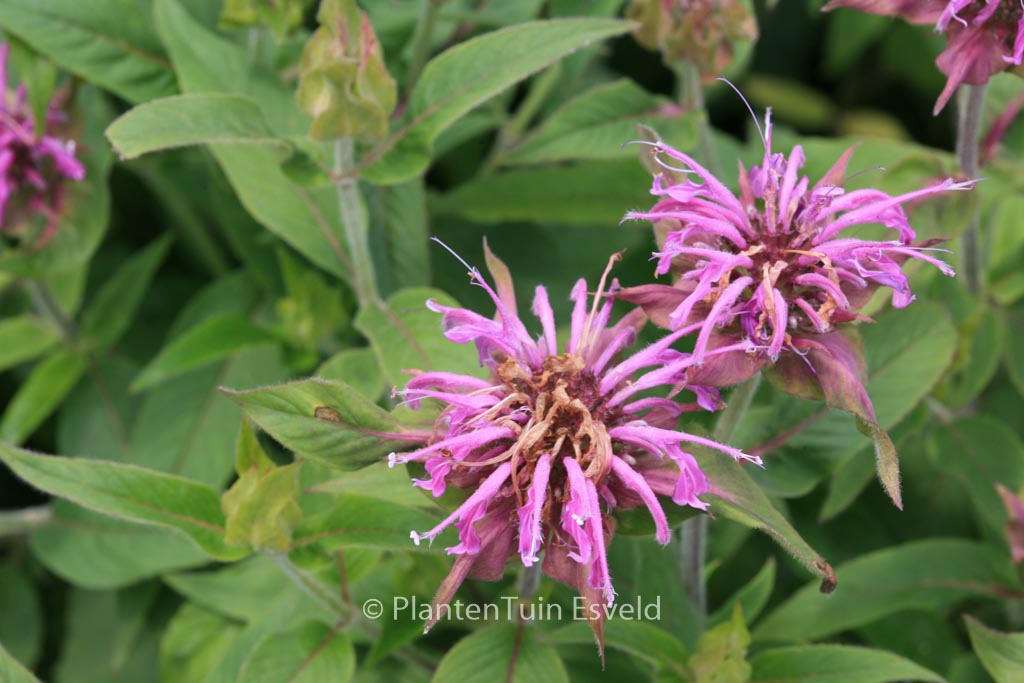 Monarda 'Violet Queen'