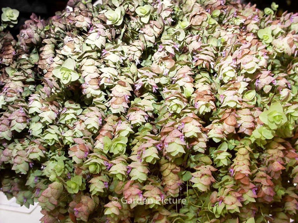 Origanum rotundifolium 'Kent Beauty'