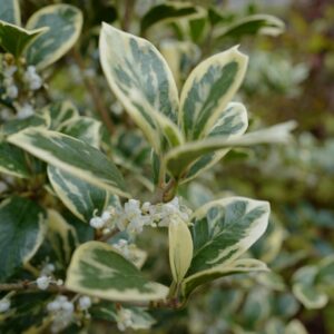 Osmanthus fortunei 'Variegata'