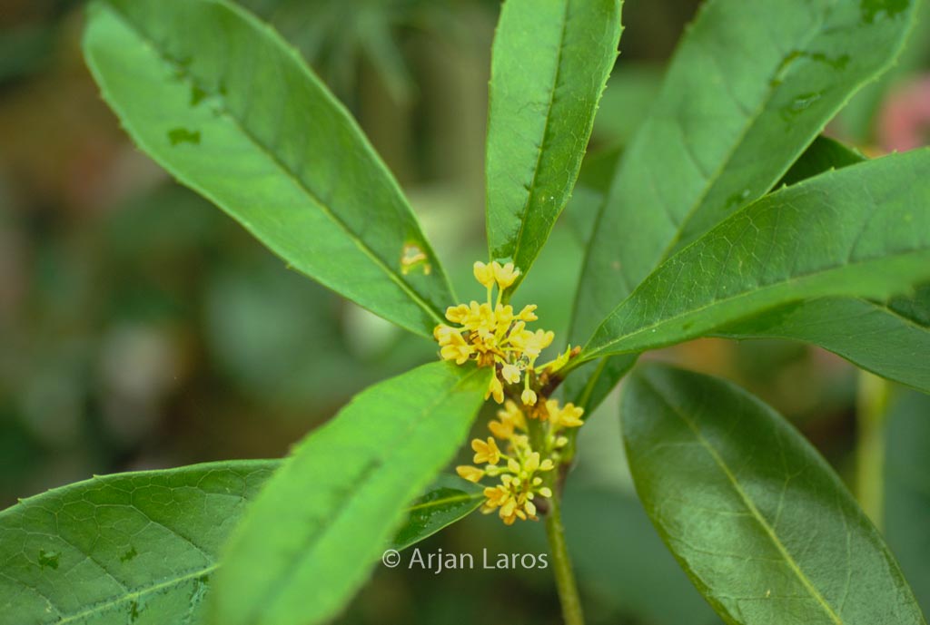 Osmanthus fragrans 'Fodinghzu' (NANJING BEAUTY)