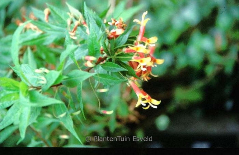 Pandorea pandorana