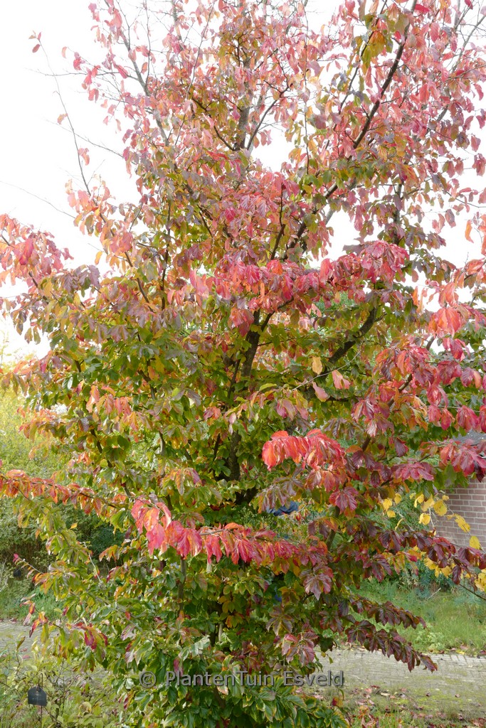 Parrotia persica 'Bella' - Afbeelding 8