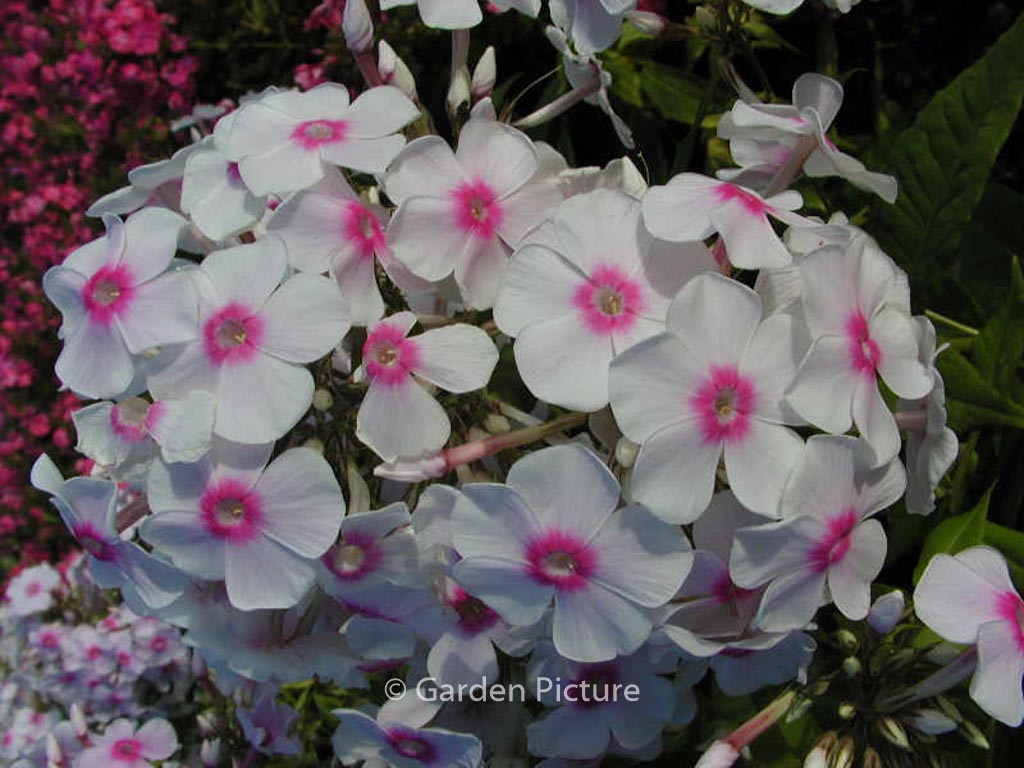 Phlox 'Graf Zeppelin'