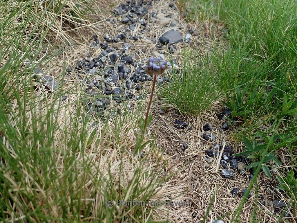Phyteuma globulariaefolium