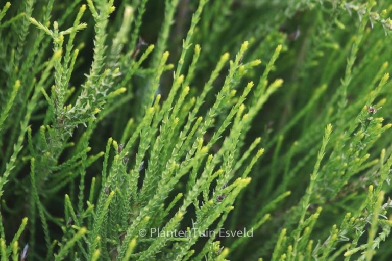 Platycladus orientalis 'Franky Boy'
