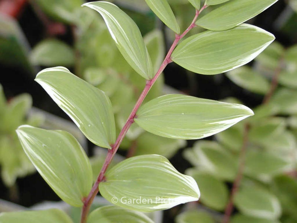 Polygonatum odoratum pluriflorum 'Variegatum'