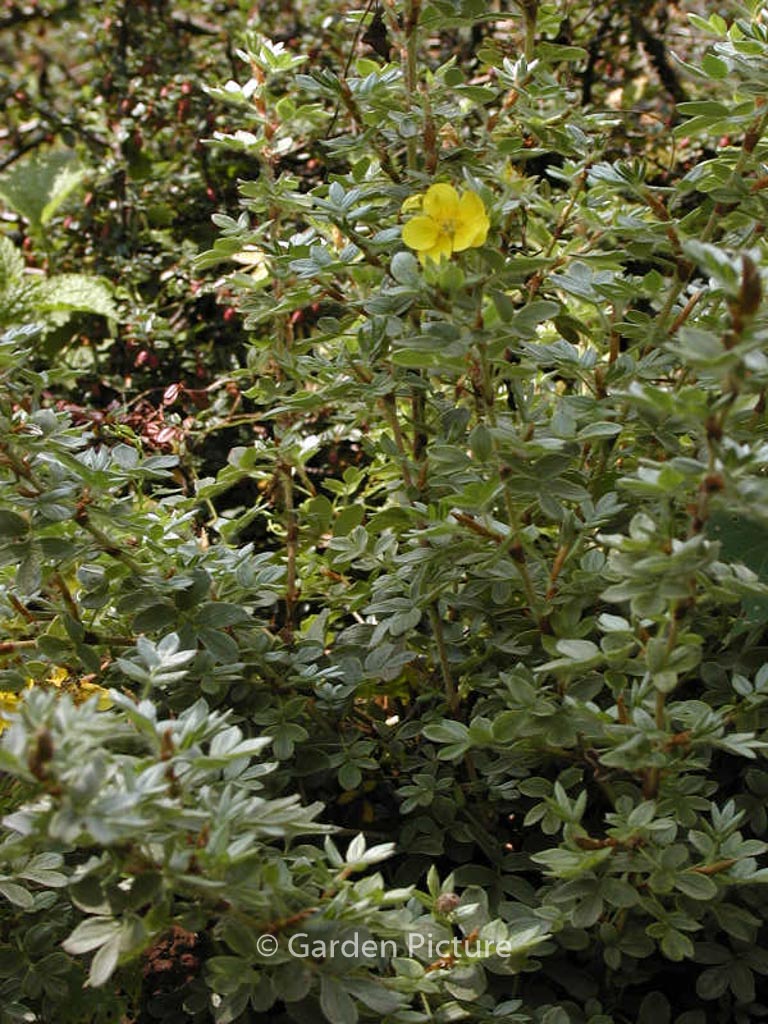 Potentilla fruticosa 'Beesii'