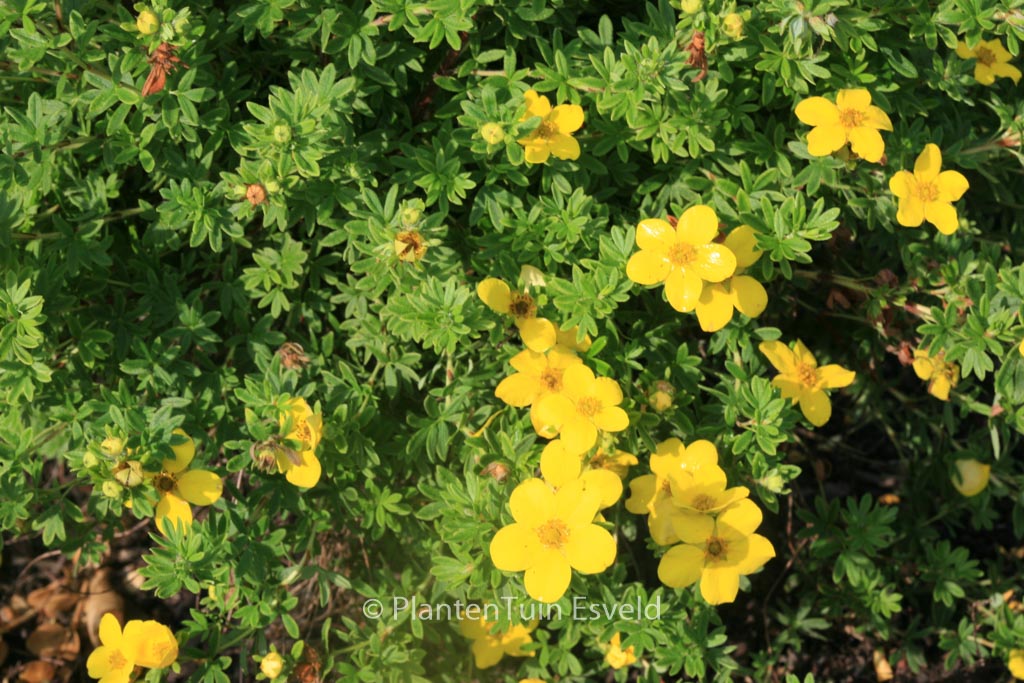 Potentilla fruticosa 'Buttercup'