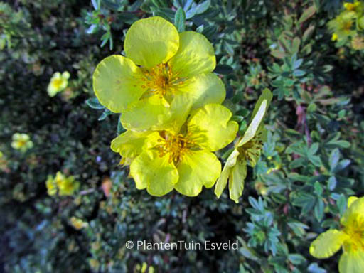 Potentilla fruticosa 'Dakota Sunrise'