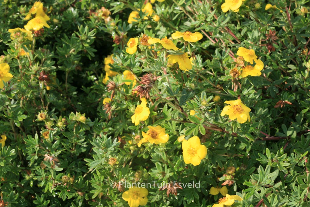 Potentilla fruticosa 'Dart's Golddigger'