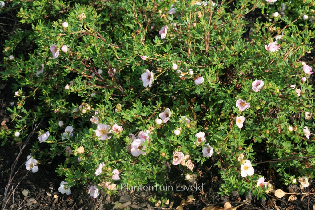 Potentilla fruticosa 'Floppy Disk'