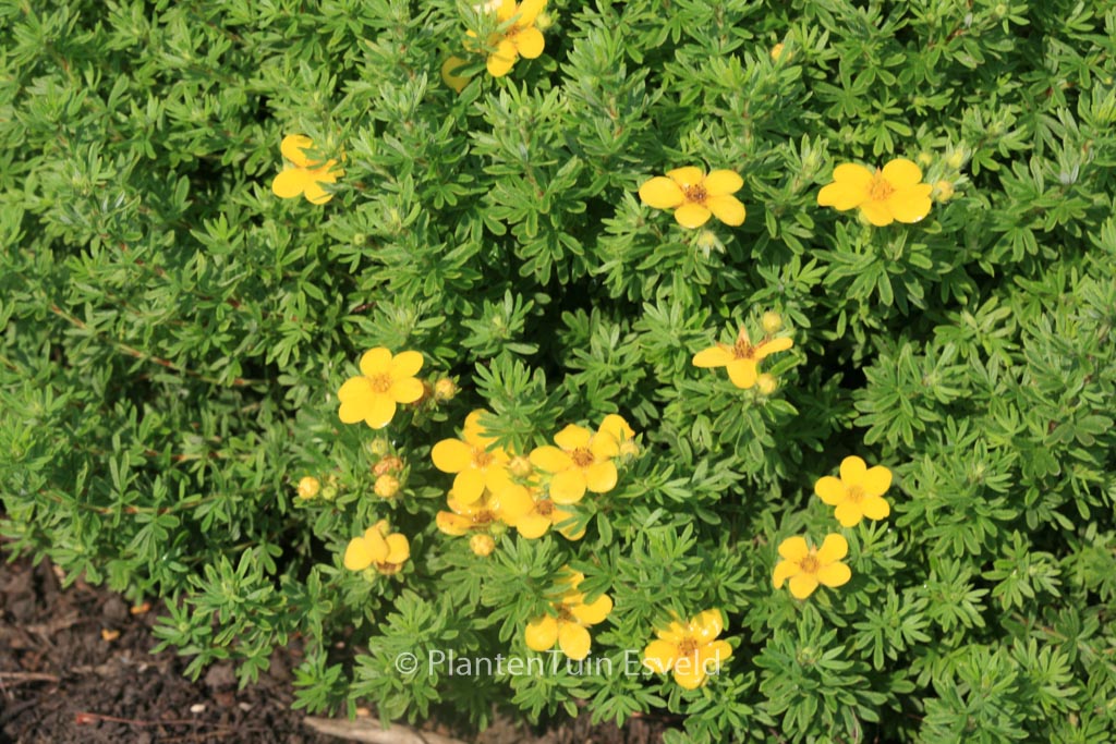 Potentilla fruticosa 'Goldkissen'