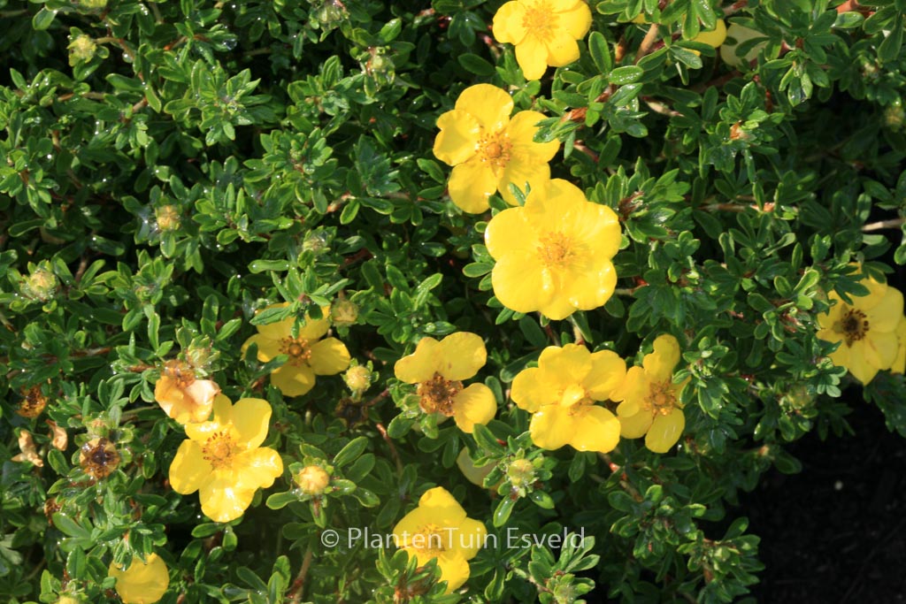 Potentilla fruticosa 'Hachmann's Gigant'
