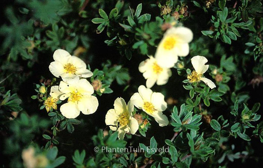 Potentilla fruticosa 'Interma' (DART'S CREAM)
