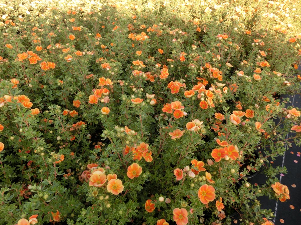 Potentilla fruticosa 'Orange Lady'