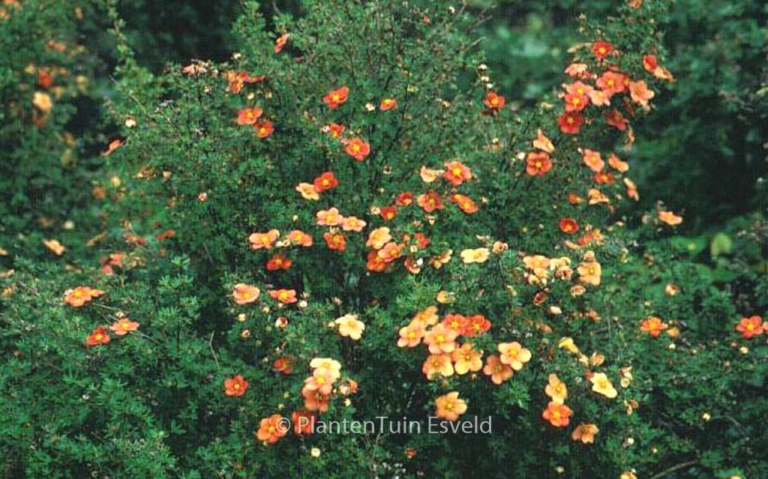Potentilla fruticosa 'Orangeade'