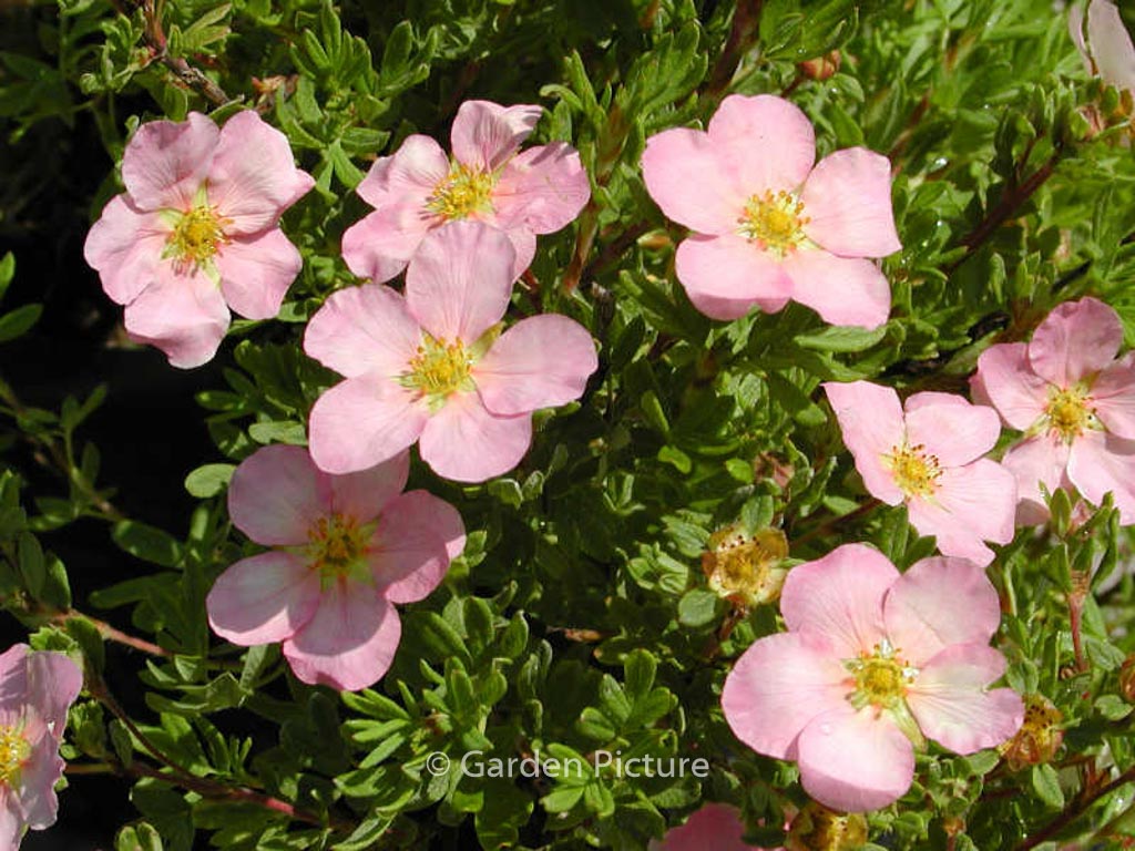 Potentilla fruticosa 'Pink Beauty' (LOVELY PINK)