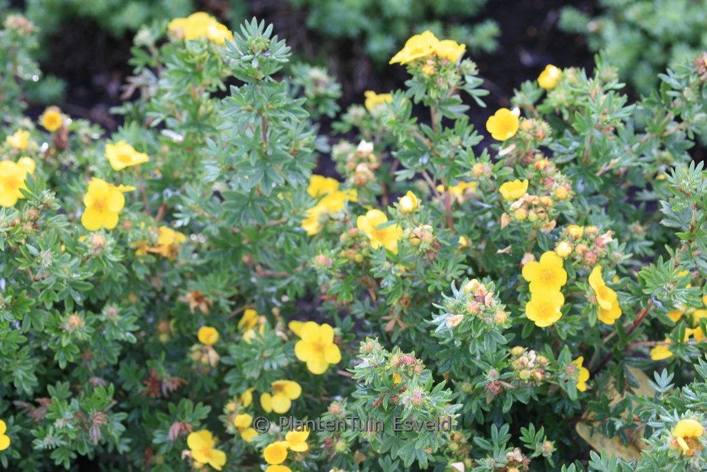Potentilla fruticosa 'Rheinsberg'