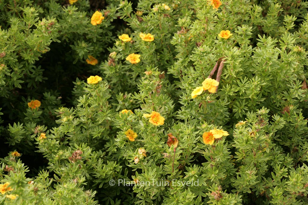 Potentilla fruticosa 'Uman' (MANGO TANGO)
