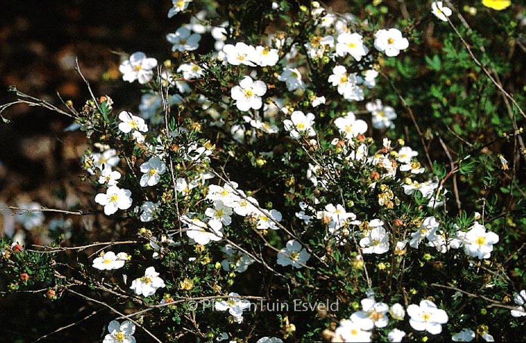 Potentilla fruticosa 'Veitchii'