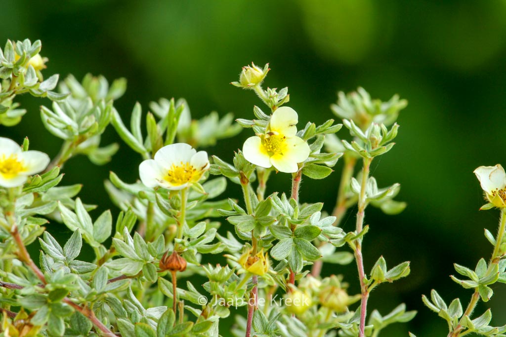 Potentilla fruticosa 'Vilmoriniana'