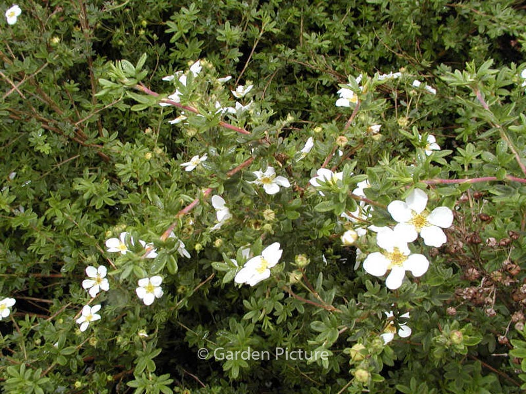 Potentilla fruticosa 'White Rain'