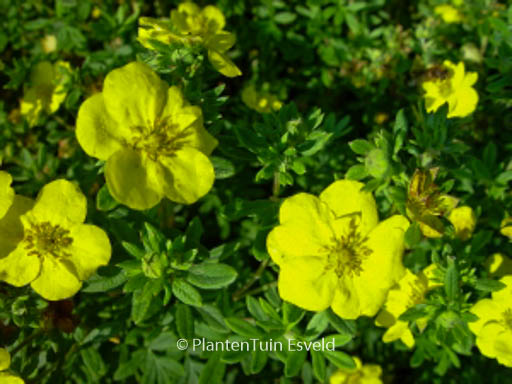 Potentilla fruticosa 'Yellow Bird'