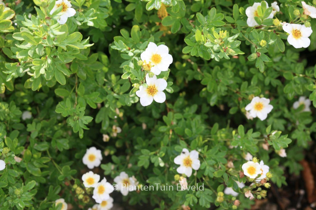 Potentilla sulphurascens