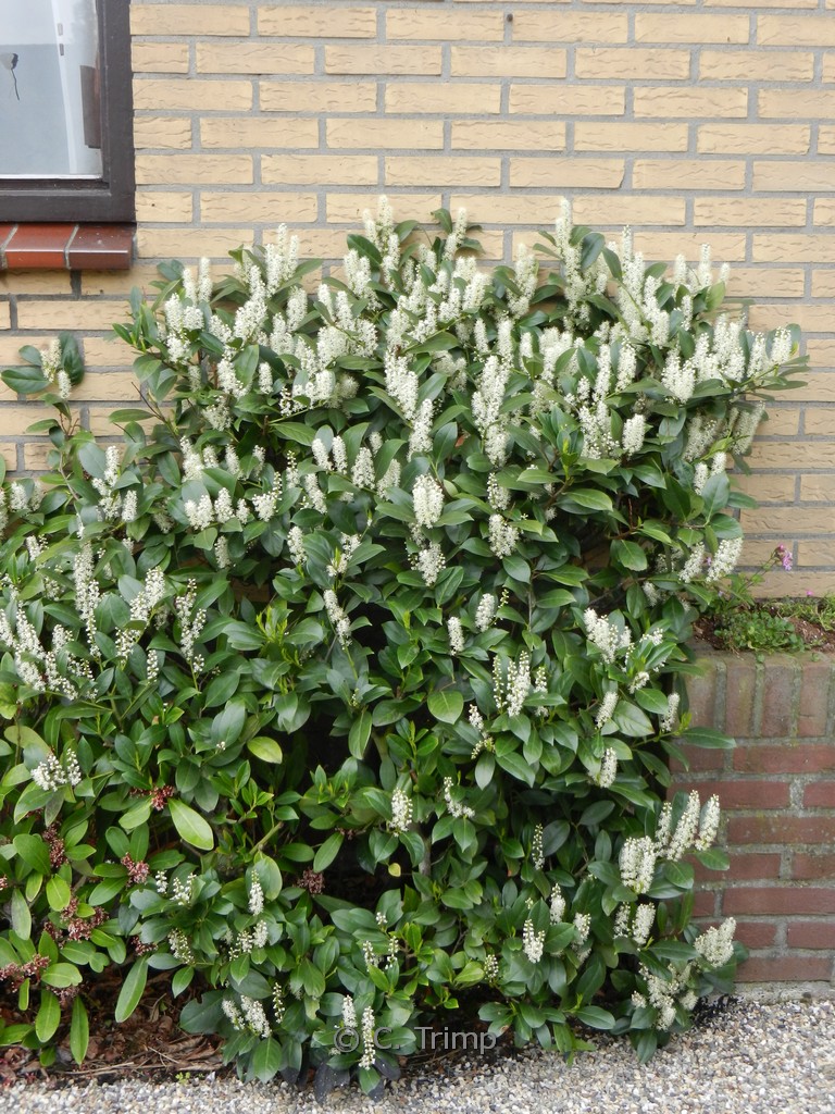 Prunus laurocerasus 'Van Nes'