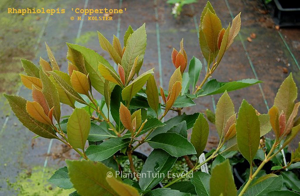 Rhaphiolepis indica 'Coppertone'