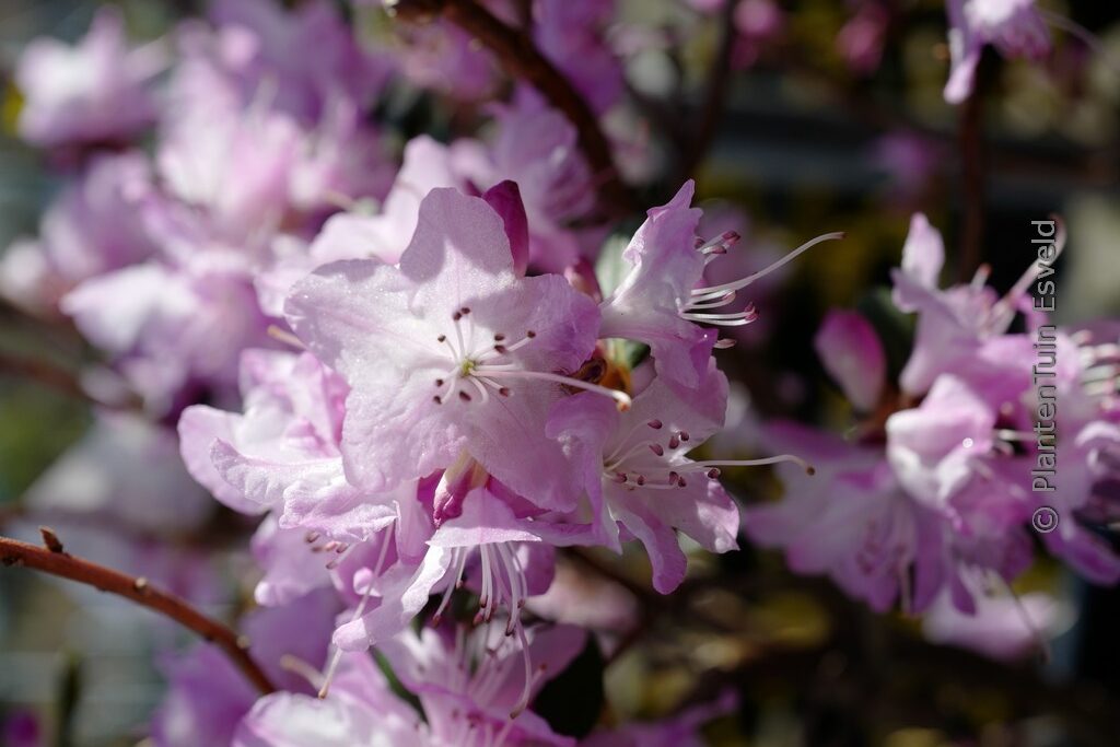 Rhododendron 'Anna Baldsiefen'