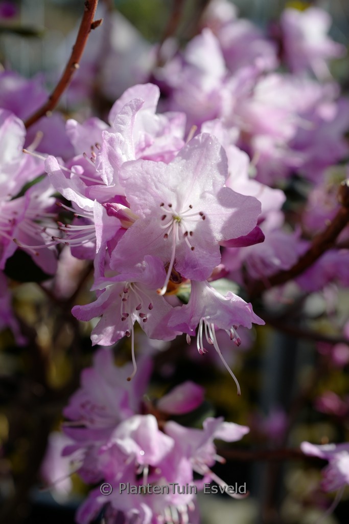 Rhododendron 'Anna Baldsiefen'