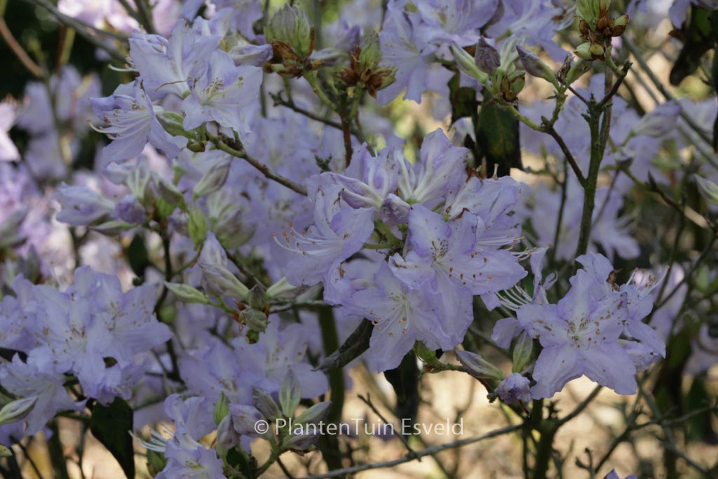 Rhododendron augustinii 'Electra'