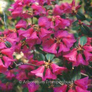 Rhododendron cinnabarinum 'Purpurellum'