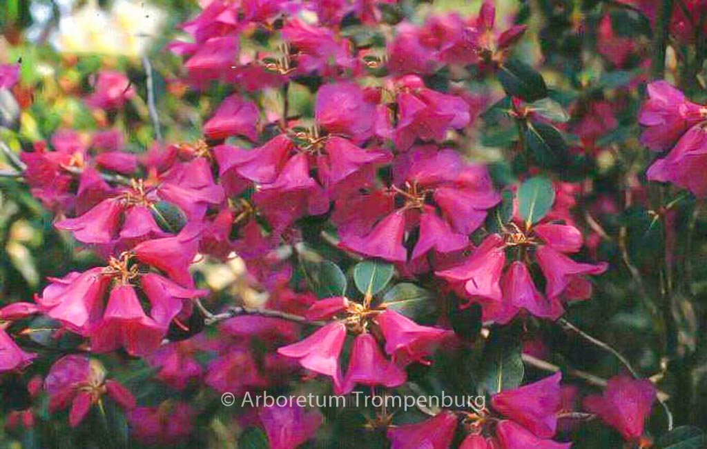 Rhododendron cinnabarinum 'Purpurellum'