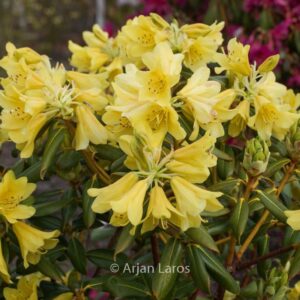 Rhododendron 'Goldstrike'