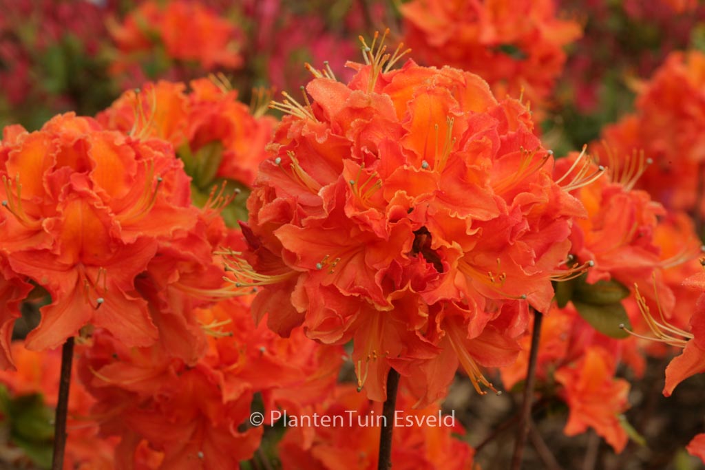 Rhododendron 'Mandarin Lights' (Azalea)