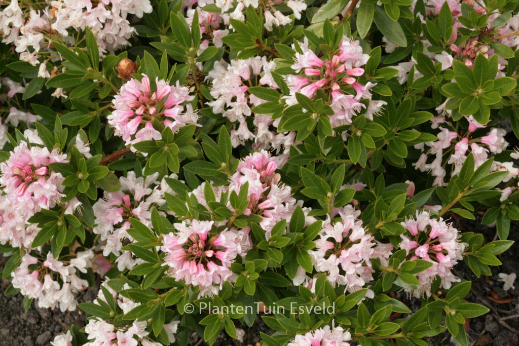 Rhododendron 'Microhirs3' (Nugget by Bloombux