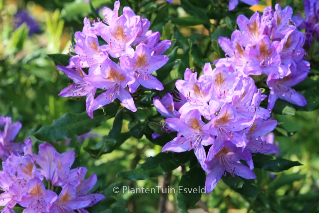 Rhododendron ponticum 'Cheiranthifolium'