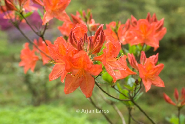 Rhododendron 'Saturnus' (Azalea)