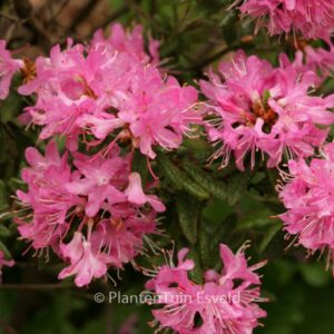 Rhododendron scabrifolium