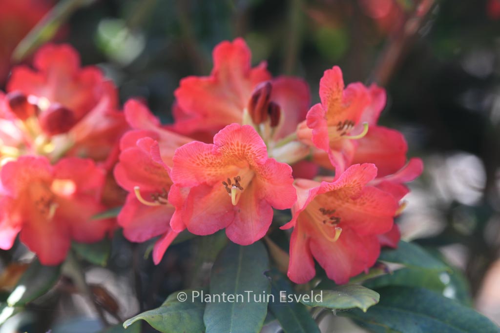 Rhododendron 'Sonata'
