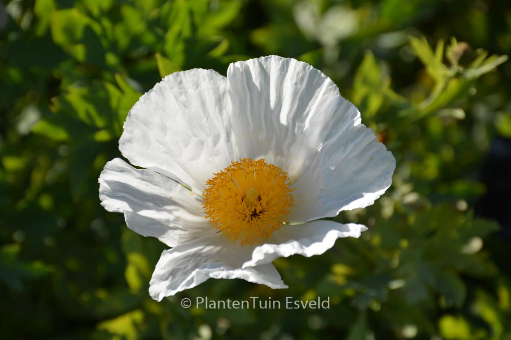 Romneya coulteri
