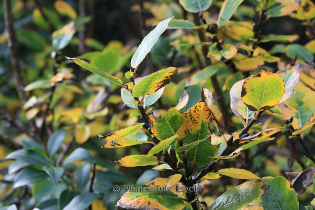 Salix hastata 'Wehrhahnii'